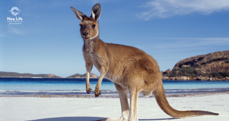 consejos para viajar a australia